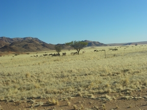 9. Een ganse kudde Oryxen