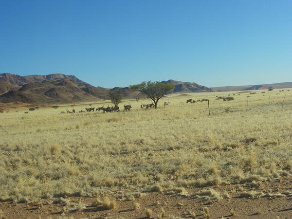 9. Een ganse kudde Oryxen