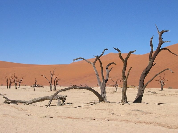 25.3 Dead vlei zoutvlakte met dode vegetatie