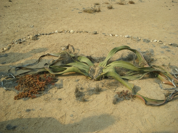 10. Welwitchia mirabilis de vrouwelijke plant