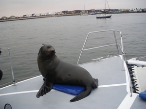 2. De zeehondjes varen mee!