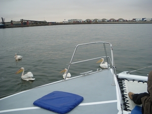 3. Ook de pelikanen zijn van de partij