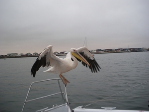 4. Prachtige pelikaan