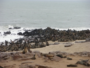18. Bezoek aan het grootste zeehondenreservaat van Afrika