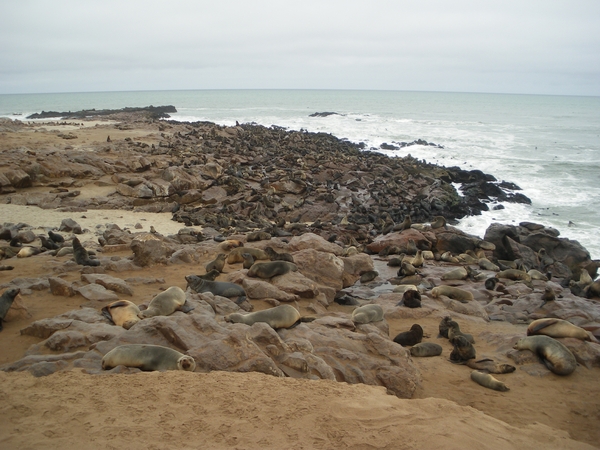 19. Bezoek aan het grootste zeehondenreservaat van Afrika (2)