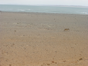 21. Eenzame jakhals op zoek naar lekkers bij de zeehonden!