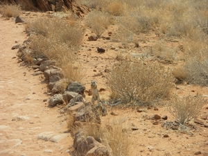 12. Eekhoorntje in het landschap