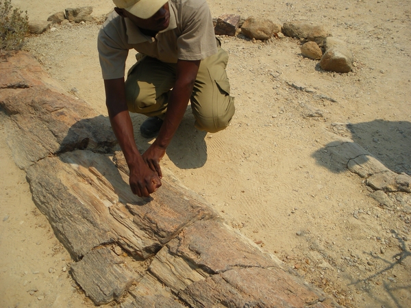 17. Petrified forest, het versteende woud ,boomfossielen ongeveer