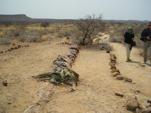 19. Petrified forest, het versteende woud ,boomfossielen ongeveer