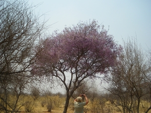 1. Apple leave tree, Lonchocarpus capassa  in bloei, dit is geen 