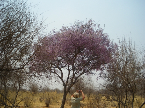 1. Apple leave tree, Lonchocarpus capassa  in bloei, dit is geen 