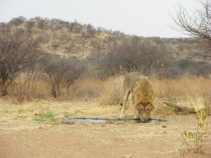 5. Van uit een beveiligde kooi konden we een leeuw gadeslaan (2)