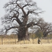 1. Baobab of apenbroodboom (Adansonia)