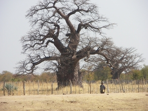 1. Baobab of apenbroodboom (Adansonia)