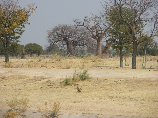 2. Baobab of apenbroodboom (Adansonia) (2)