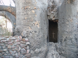 6. Reuzegrote baobab die is uitgehold