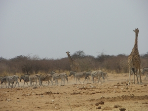 6. Ook de zebra's waren van de partij