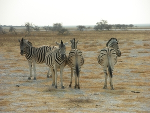 9.Er zijn ook drachtige zebra's bij