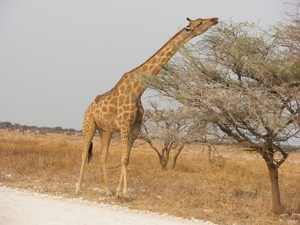 10. Nog goed dat de giraffe een lange hals heeft!