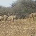 22. Kudu's met hun mooie oren!