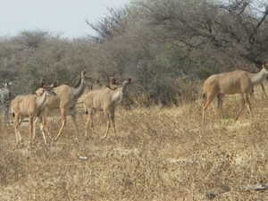 22. Kudu's met hun mooie oren!