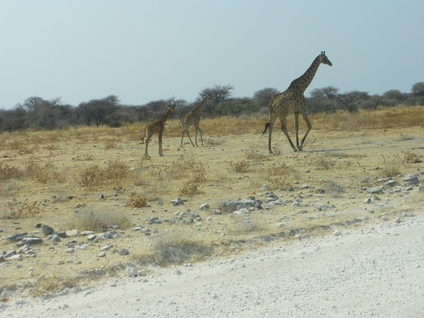 23. De ganse familie op stap