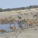 24. Impala's en kudu's verzameling geblazen aan de drinkplaats