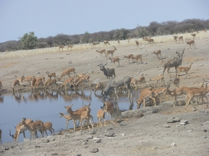 24. Impala's en kudu's verzameling geblazen aan de drinkplaats