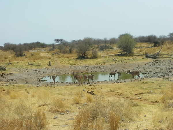 25. Antilopen