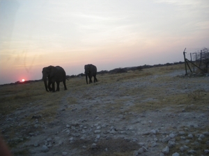 29. Vlak voor zonsondergang doken nog olifanten op, op weg naar h