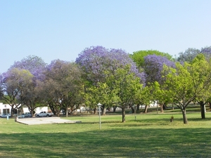 2. Park inTsumeb met bloeiende jacaranda's