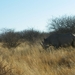 5. Neushoorn in het Erindi park