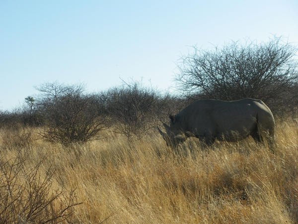 5. Neushoorn in het Erindi park