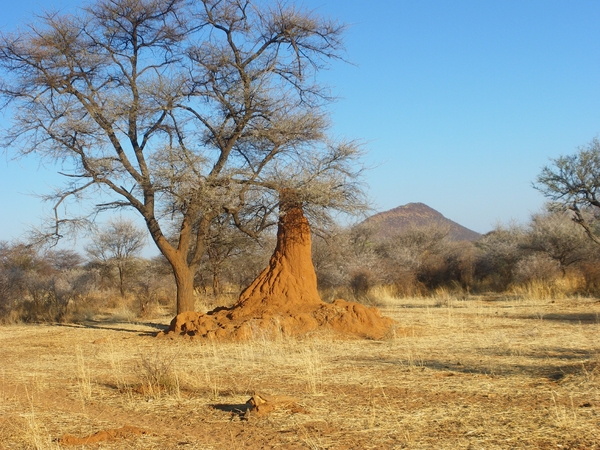 10. Hoge termietenheuvel