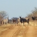 11. Antilopen en struisvogel tijdens de ochtendsafari