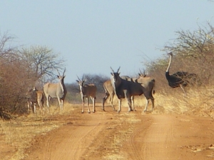 11. Antilopen en struisvogel tijdens de ochtendsafari