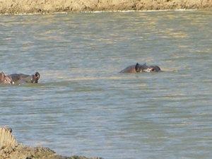 16. De nijlpaarden nemen een frisse duik