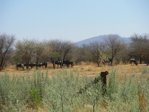 23. Van op mijn terras zag je de ganse dag dieren aan- en afkomen