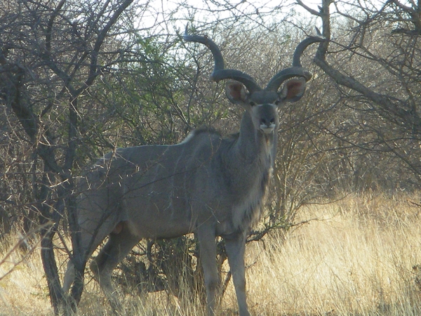 26. Mooie kudu!