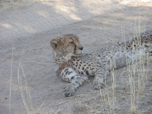 27. En ja zelfs een cheetah hebben we gezien