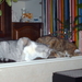 minneke, nala