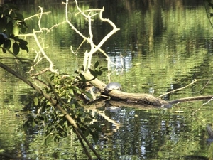 schildpad op het water