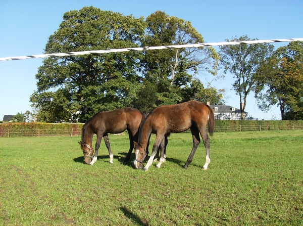 Kruishoutem Oktober 2012 022