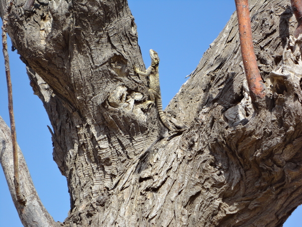 een salamander gespot op onze weg naar de tempel van Apollo