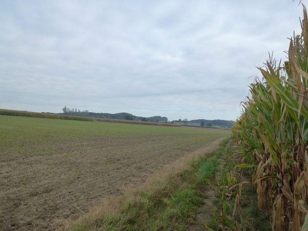 2012-10-11 Sint-Lievens-Houtem 011