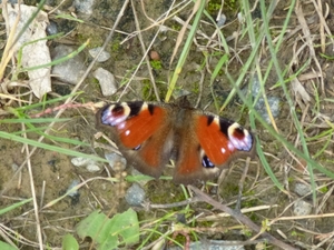 2012-10-14 Sterrebeek 018