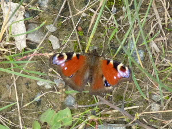 2012-10-14 Sterrebeek 018