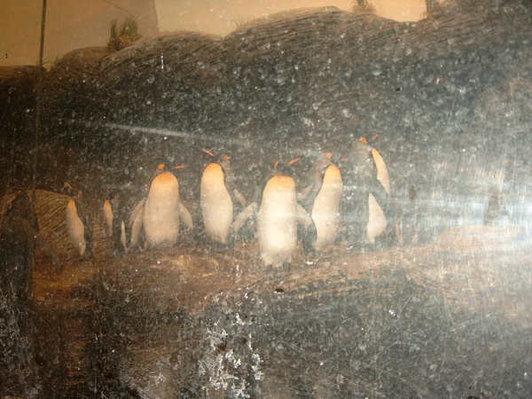 Pinguins