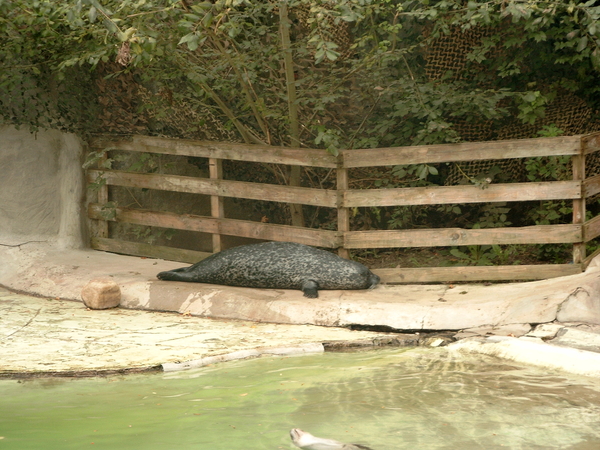 zeehond