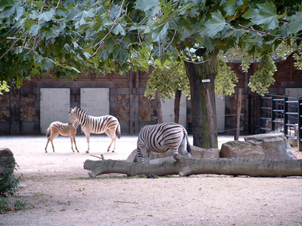 zebras